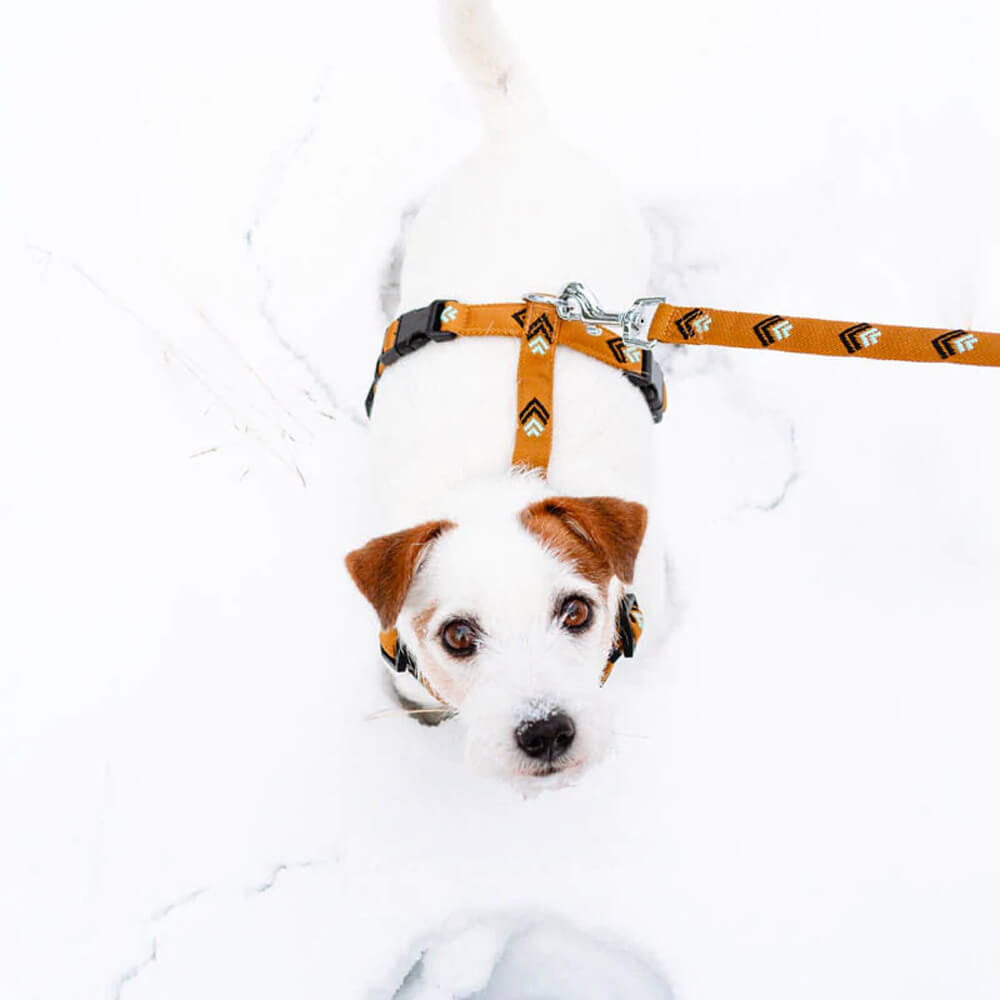 Wolf dog shop leash