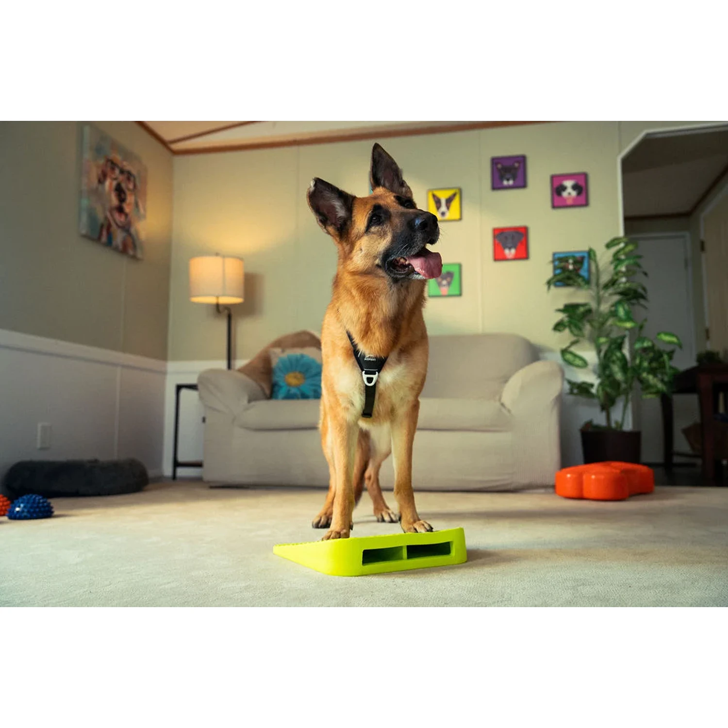 FitPAWS Balance Ramp
