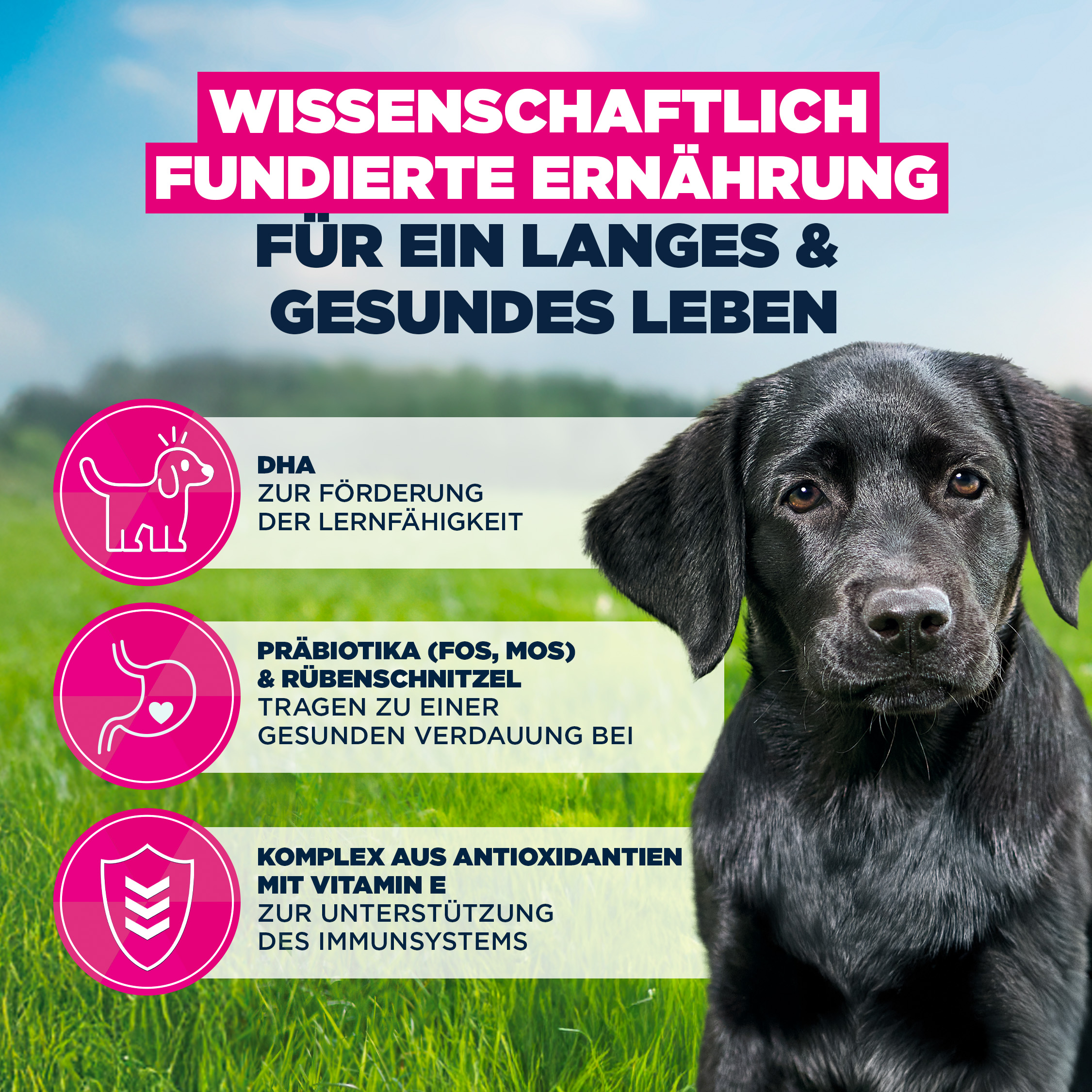 Eukanuba Dog - Life Care Puppy - Large Breed