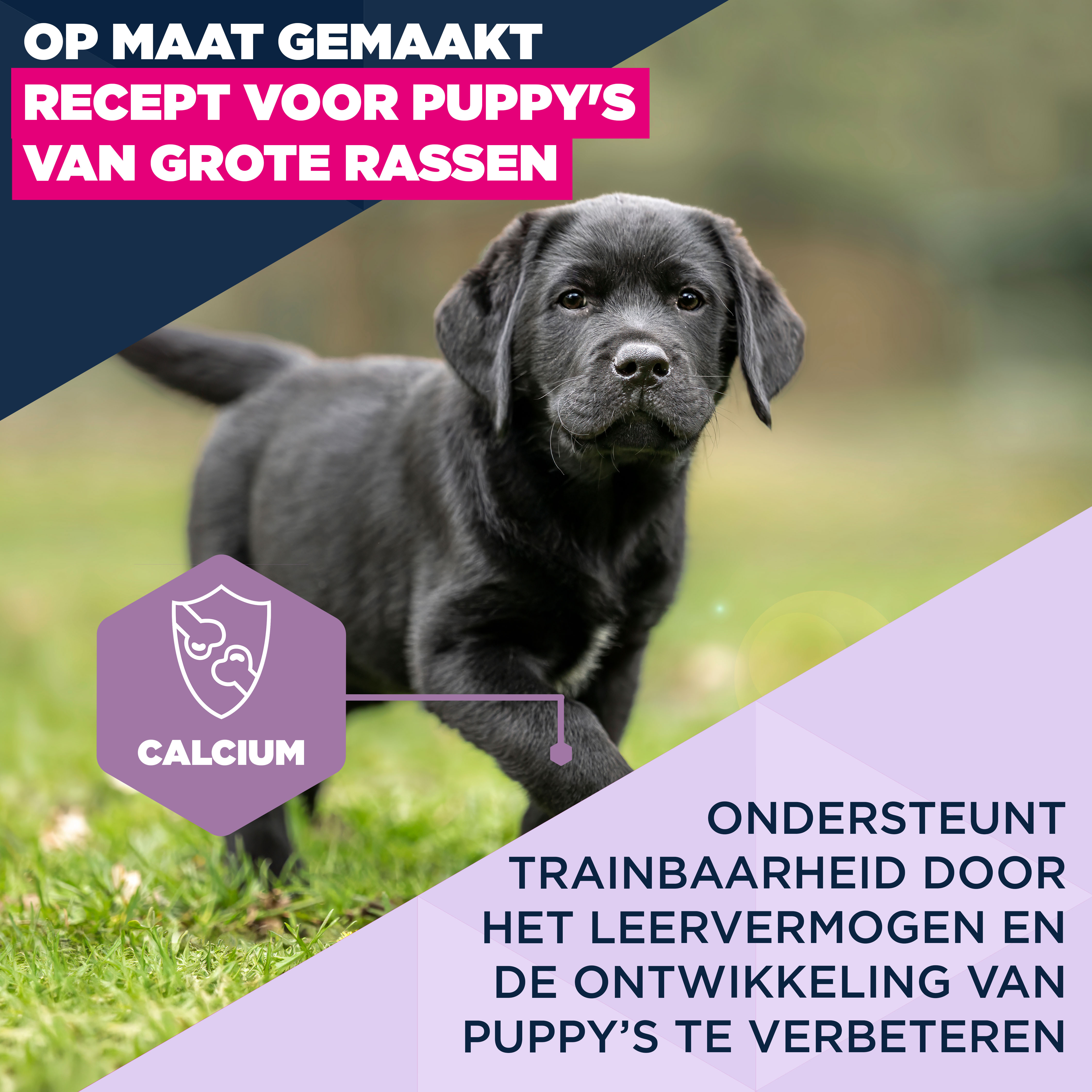 Eukanuba Dog - Life Care Puppy - Large Breed