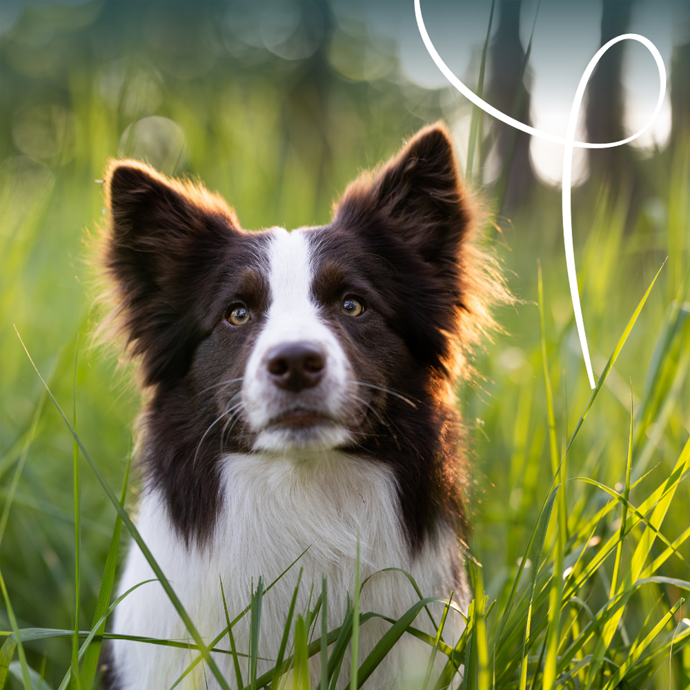 Yarrah Bio Paté Hundefutter - Schälchen - Rind und Huhn