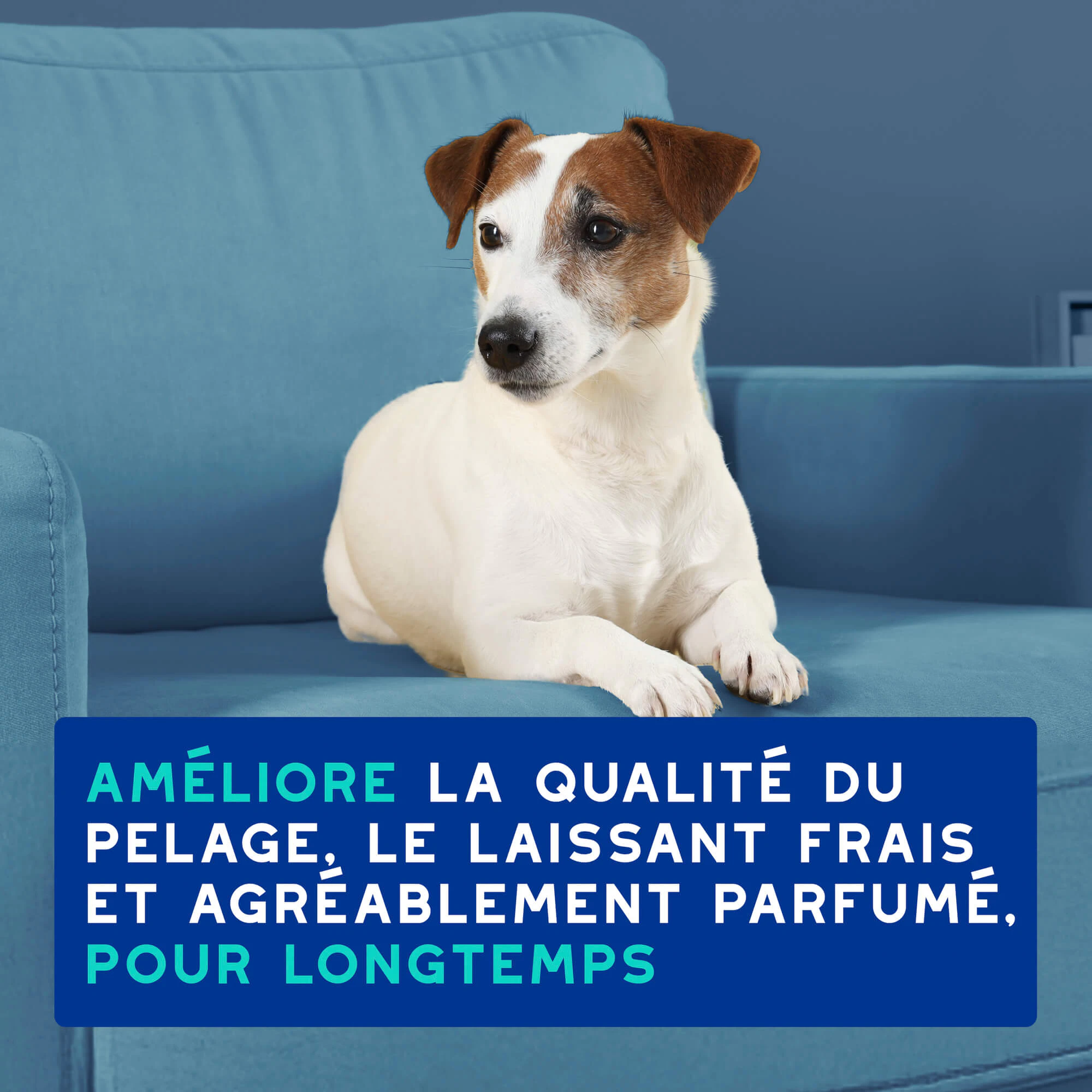 Douxo Spa Shampooing Anti-Odeur pour Chien