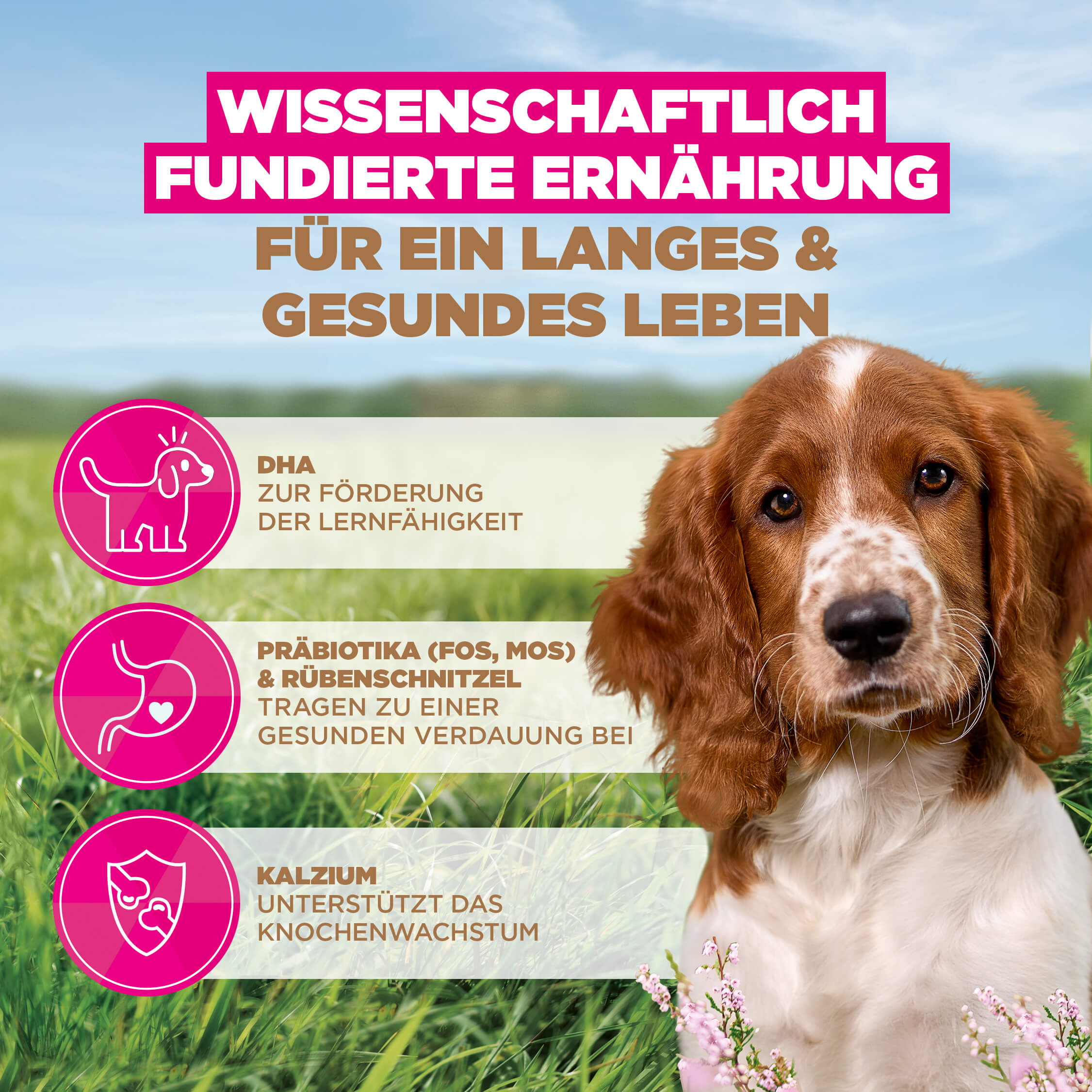 Eukanuba Dog Puppy Small/Medium Grainfree Hundefutter