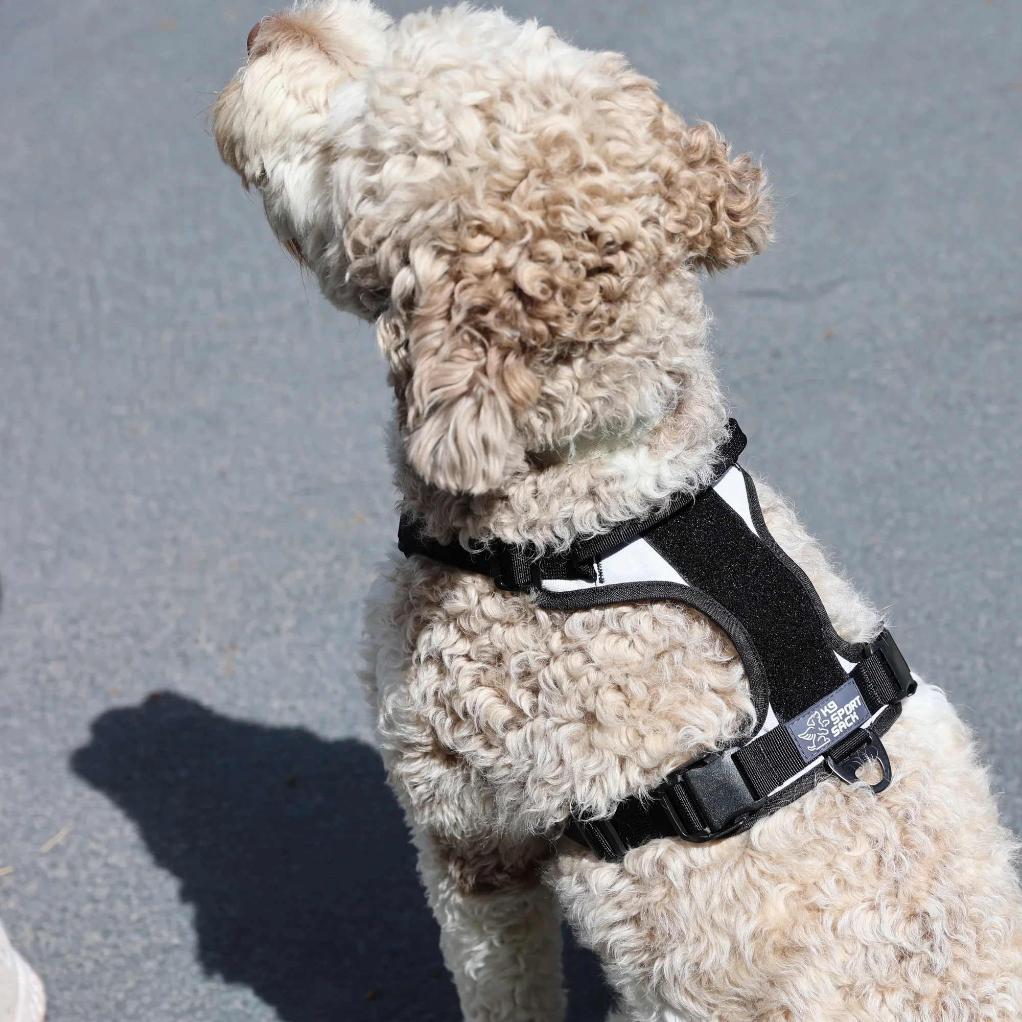 K9 Sport Sack Harness