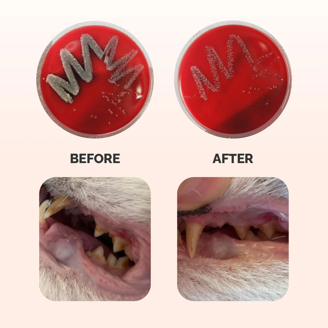 Qchefs Dental Charcoal - Cats