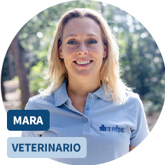 Veterinario