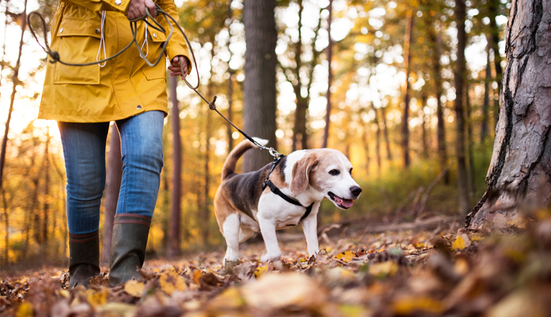 Beagle wandelend met baas door bos