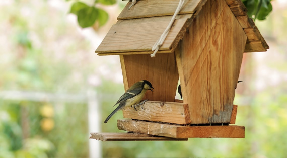 Gartenvogel