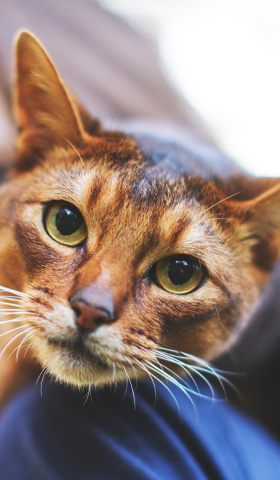 Que Faire Si Mon Chien Ou Mon Chat A Mange Du Chocolat Medpets Fr Medpets Fr Que Faire Si Mon Chien Ou Mon Chat A Mange Du Chocolat Medpets Fr Medpets Fr