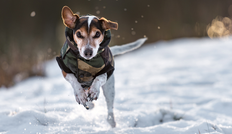 Hond in de sneeuw