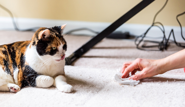 A l'aide ! Mon chat urine dans la maison. Que faire ?