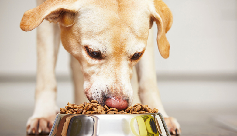 Labrador eet brokken uit voerbak