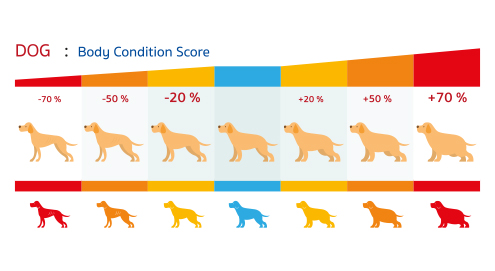 Body Condition Score Hund