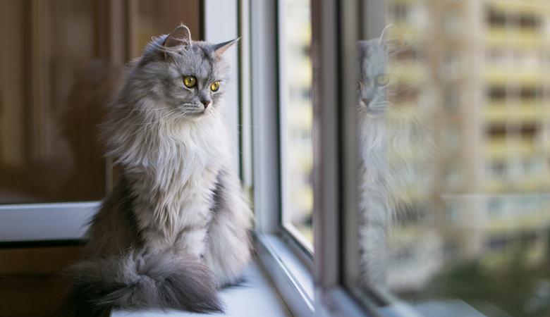 cat looking out a window