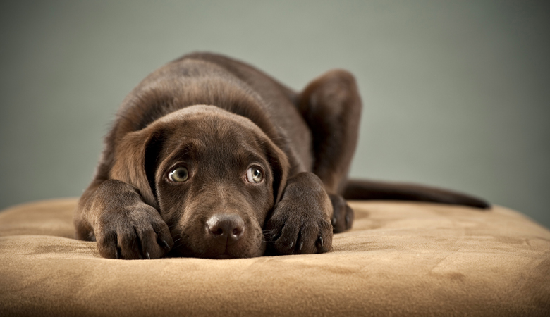 Dog on pillow