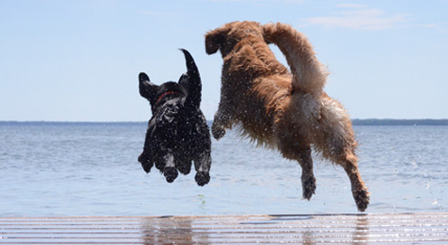 dogs running in water 