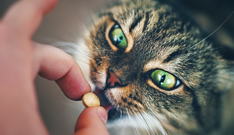 giving your cat a pill 