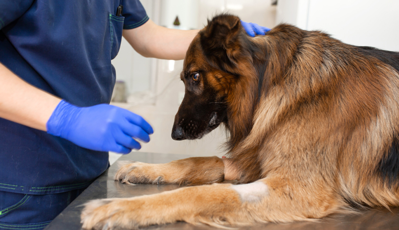 dog at the vet