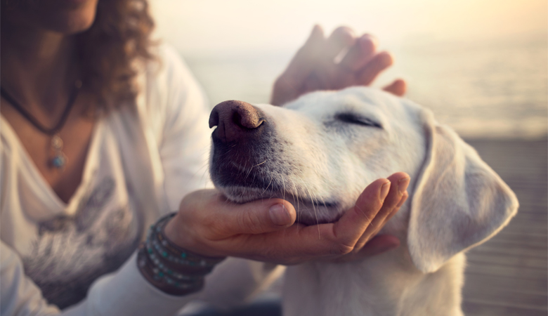 Owner reassures dog by petting him