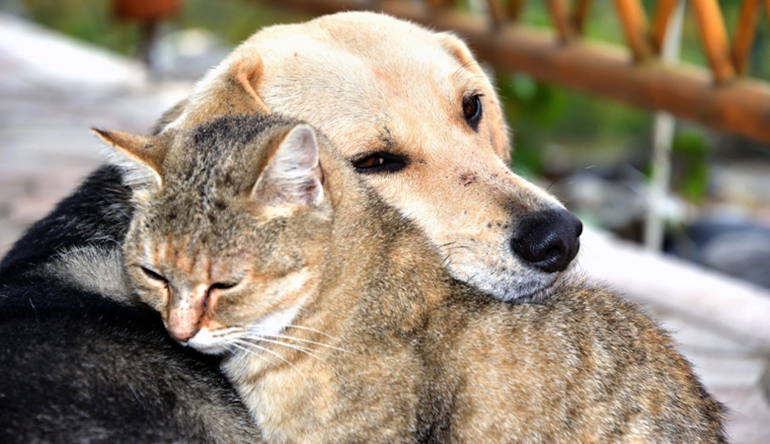 Chronische Niereninsuffizienz bei Hund und Katze Hilfe bei Medpets.at