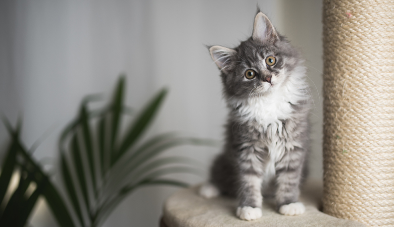 kitten with scratching post 