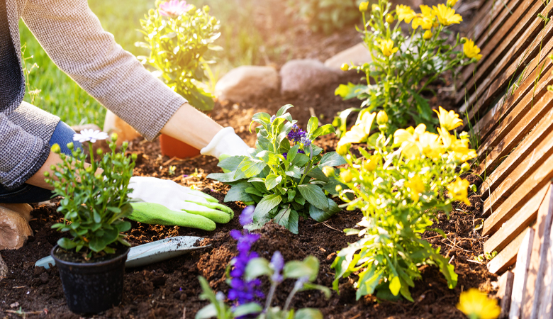 Plants and gardening