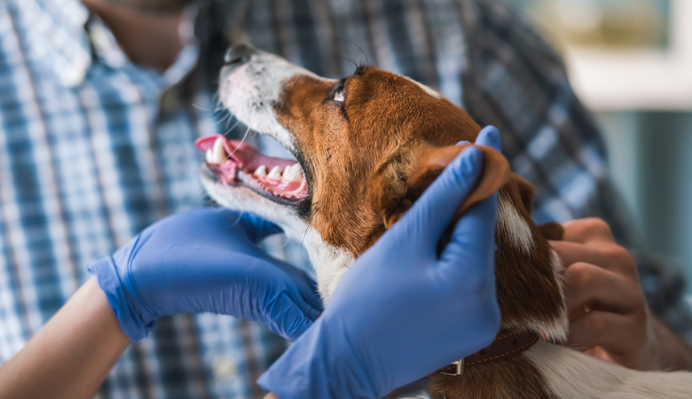 dog with vet 