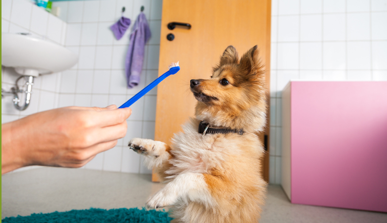 Soins dentaires chez le chien