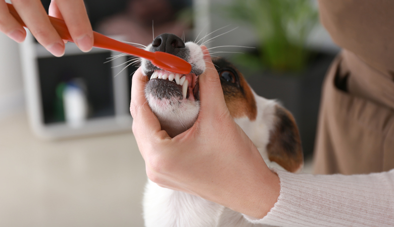 brushing dog's teeth