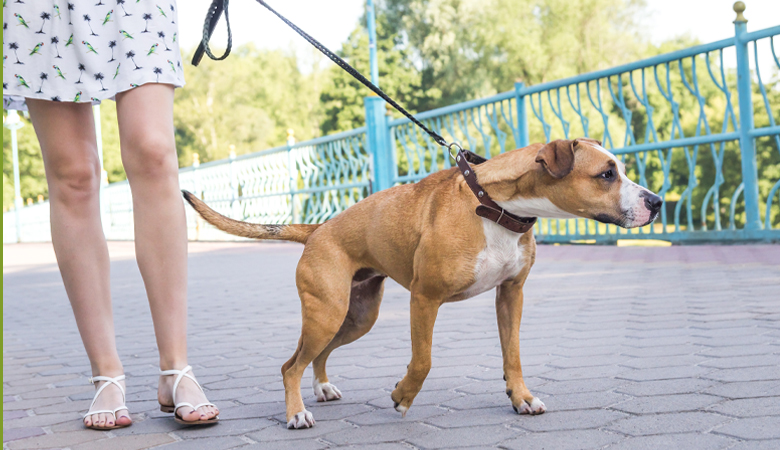 Dog on leash