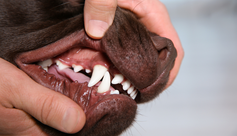 Problèmes bucco-dentaires chez le chien et le chat