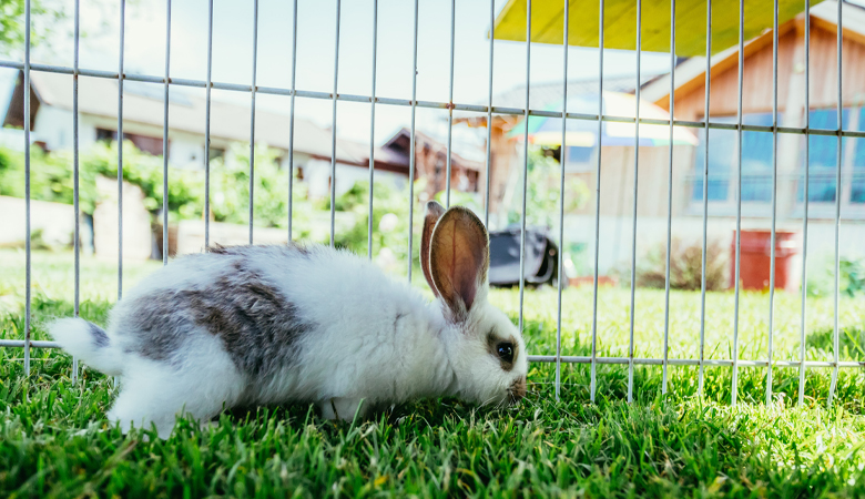 Rabbit in an enclosure