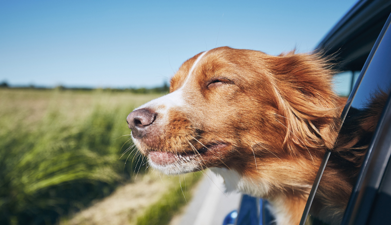 Hond hangt met kop uit autoraam