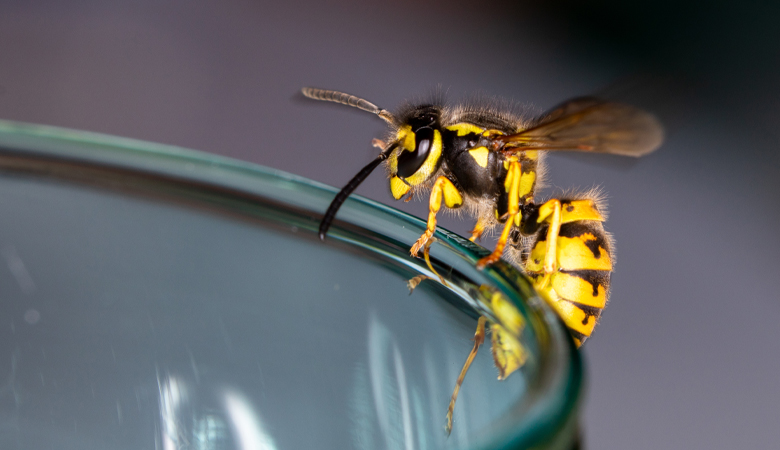 Wasp on glass