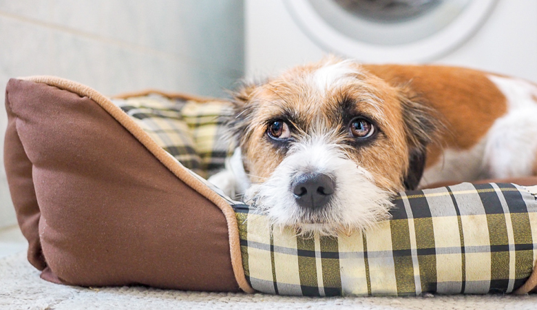 Hond ligt zielig in mand