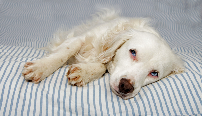 Problèmes rénaux chez le chien et chat