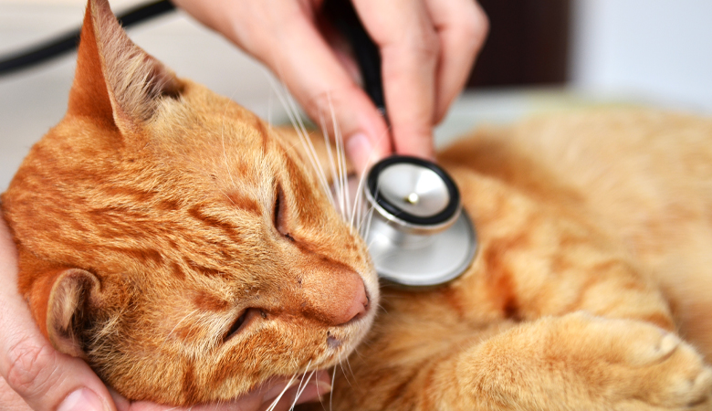 Dierenarts luistert naar de longen van een rode kat