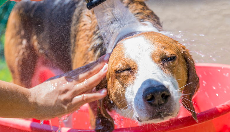 dog getting washed