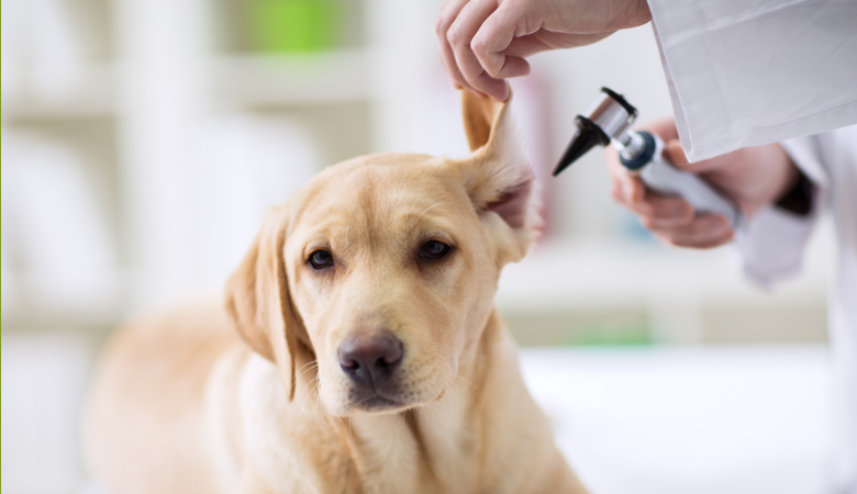 Acariens de l'oreille chez le chien