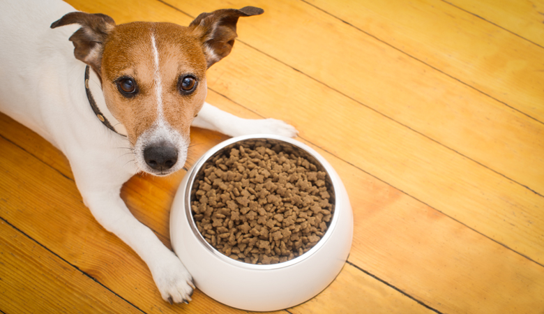 Jack Russel ligt bij voerbak