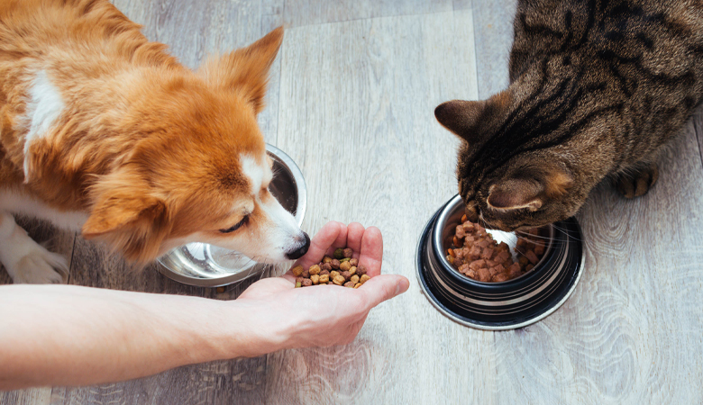 Hond en kat eten uit voerbak