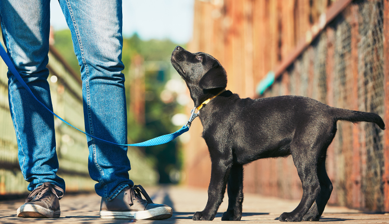 Labrador puppy aan riem