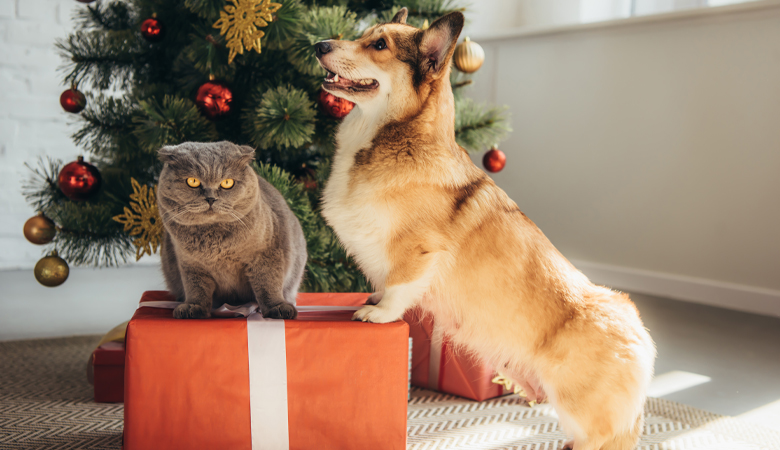 Hond en kat op cadeau onder de kerstboom