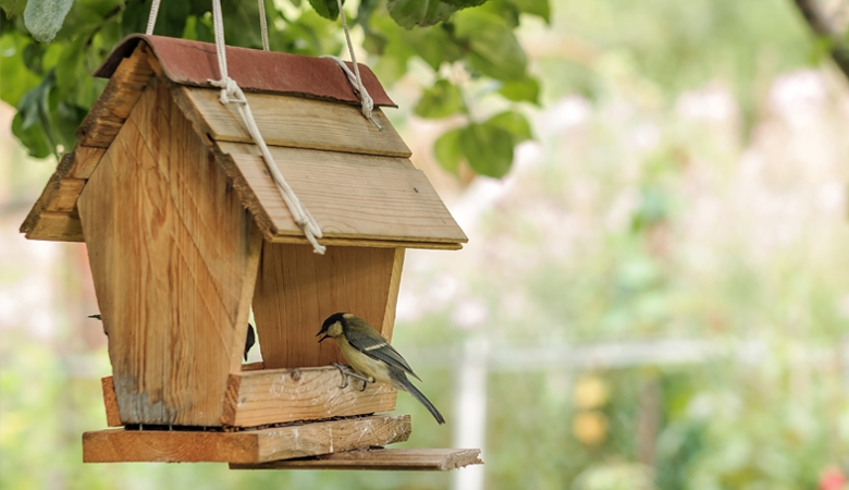 Gartenvögel füttern: Wann füttern Sie was?