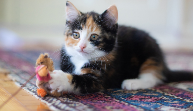 Katze mit Spielzeug