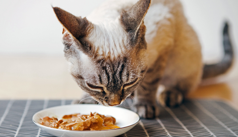 Cat eating food