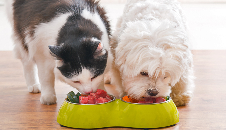 Hund und Katze fressen