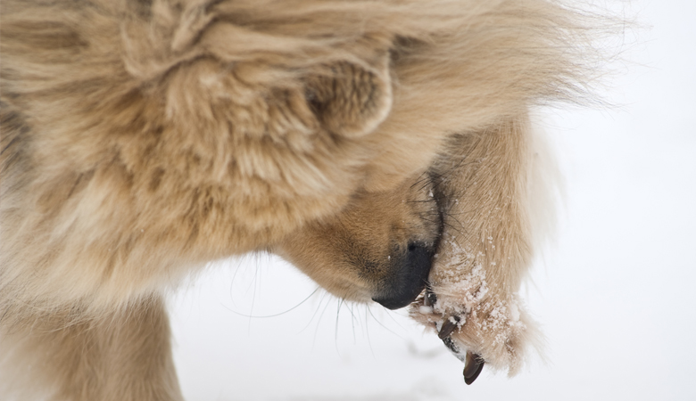 Dog in snow