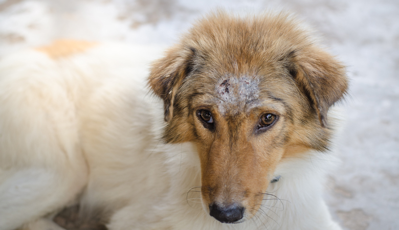 Votre chien souffre-t-il de problèmes de peau ?