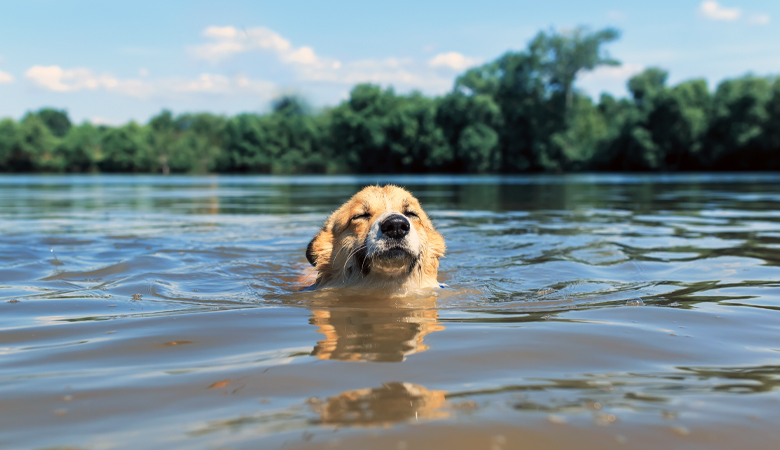 hond aan het zwemmen